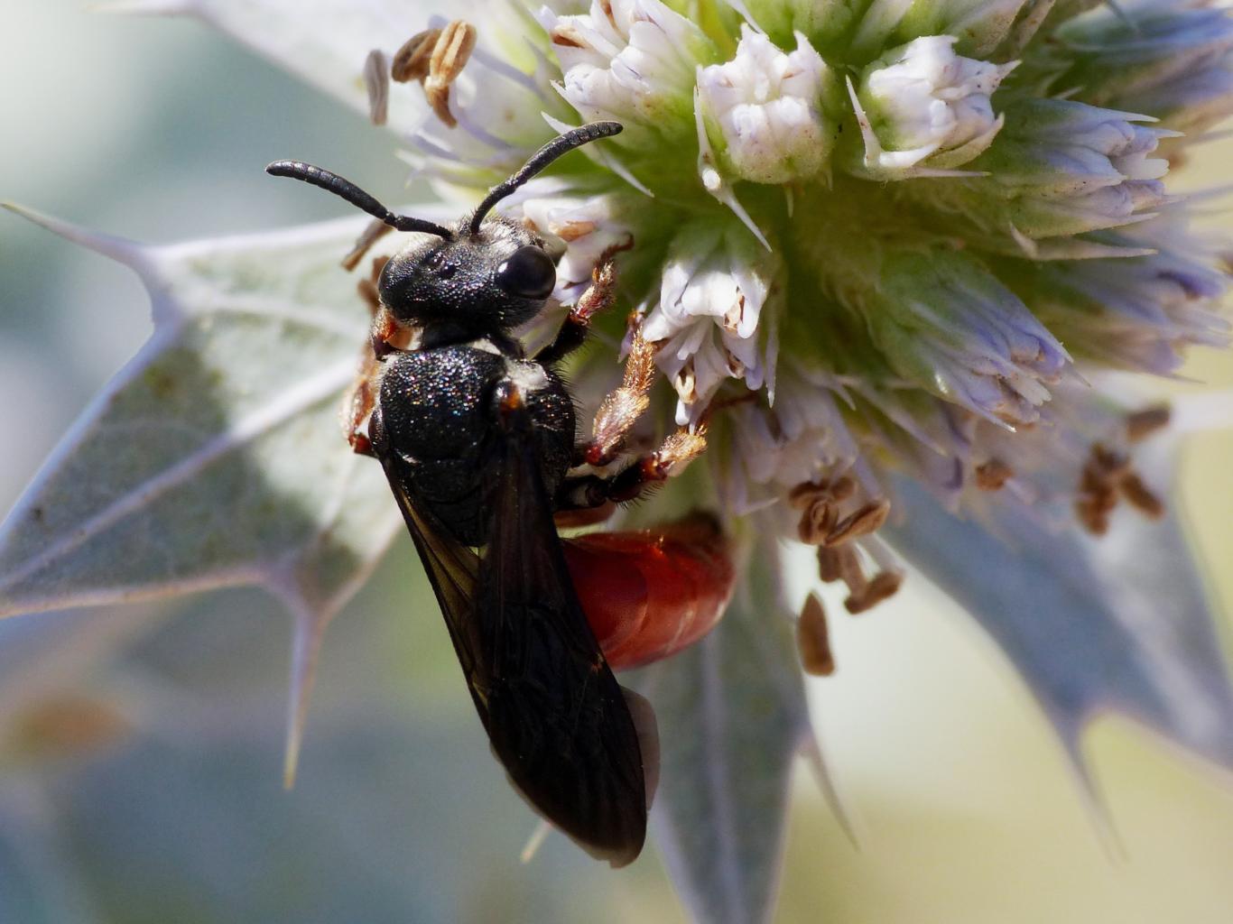 Lasioglossum (Evyleus) cfr. nigripes - Apidae Halictinae